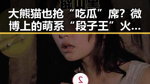 大熊猫也抢“吃瓜”席?微博上的萌系“段子王”火了!🐼🎉
